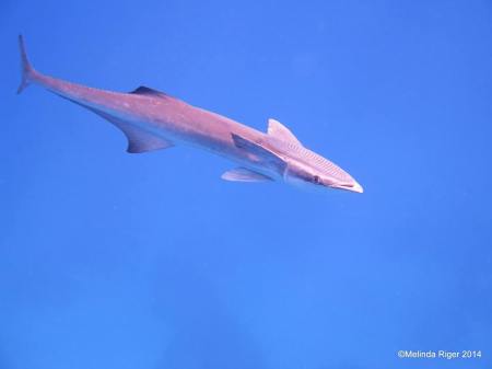 Remora ©Melinda Riger @ GB Scuba
