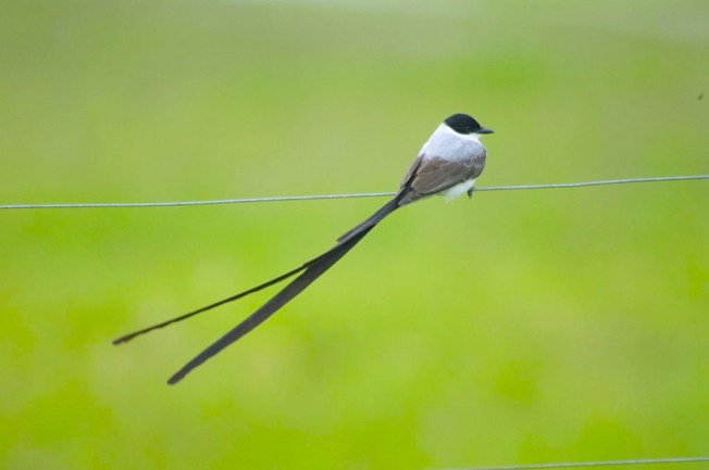 Rogier Klappe Wiki Tyrannus_savana_-Colombia-8