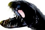 scaleless-black-dragonfish-mini-jpg