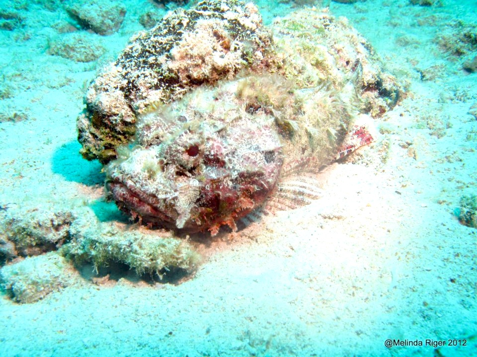 Scorpionfish camouflaged against coral ©Melinda Riger copy