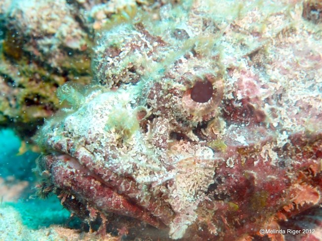 Scorpionfish Close-up ©Melinda Riger @GBS copy