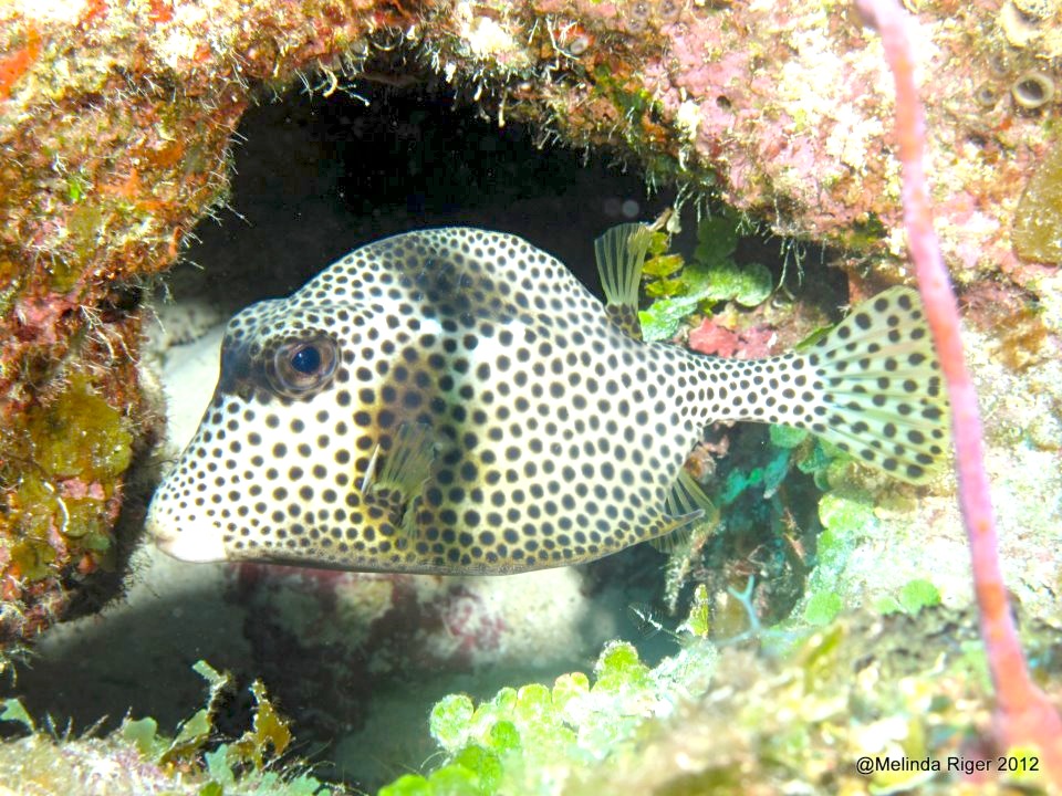 Trunkfish ©Melinda Riger @GBS copy 3