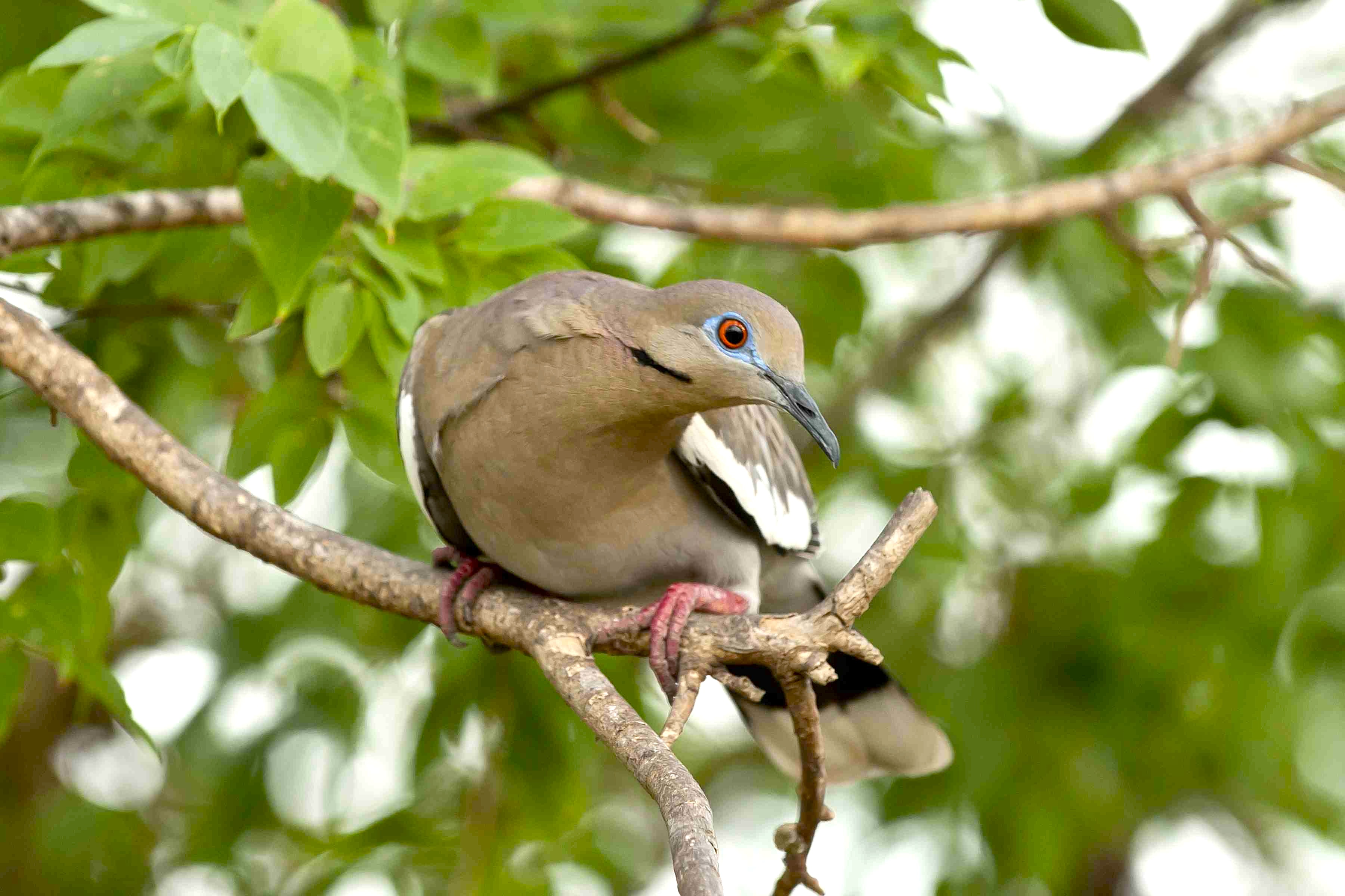 White-winged Dove, Abaco Bahamas - Tom Sheley