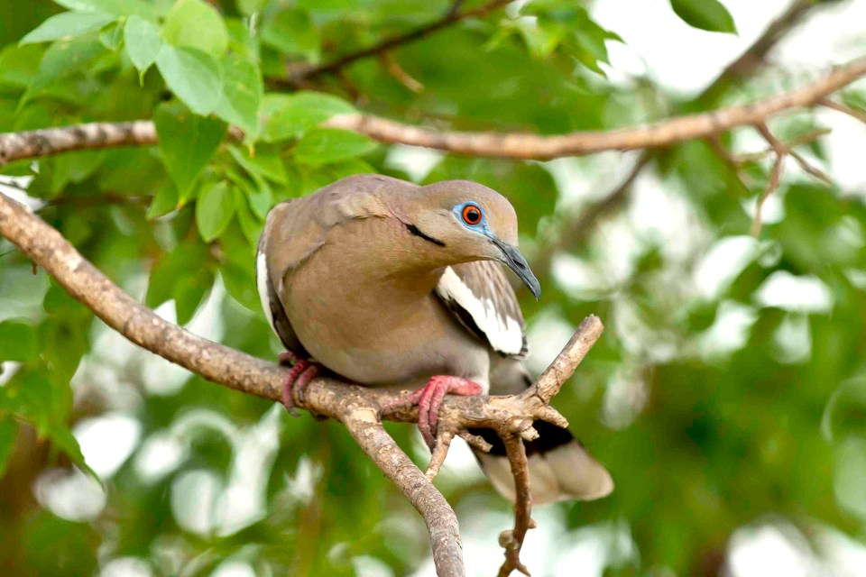 White-winged Dove, Abaco Bahamas - Tom Sheley