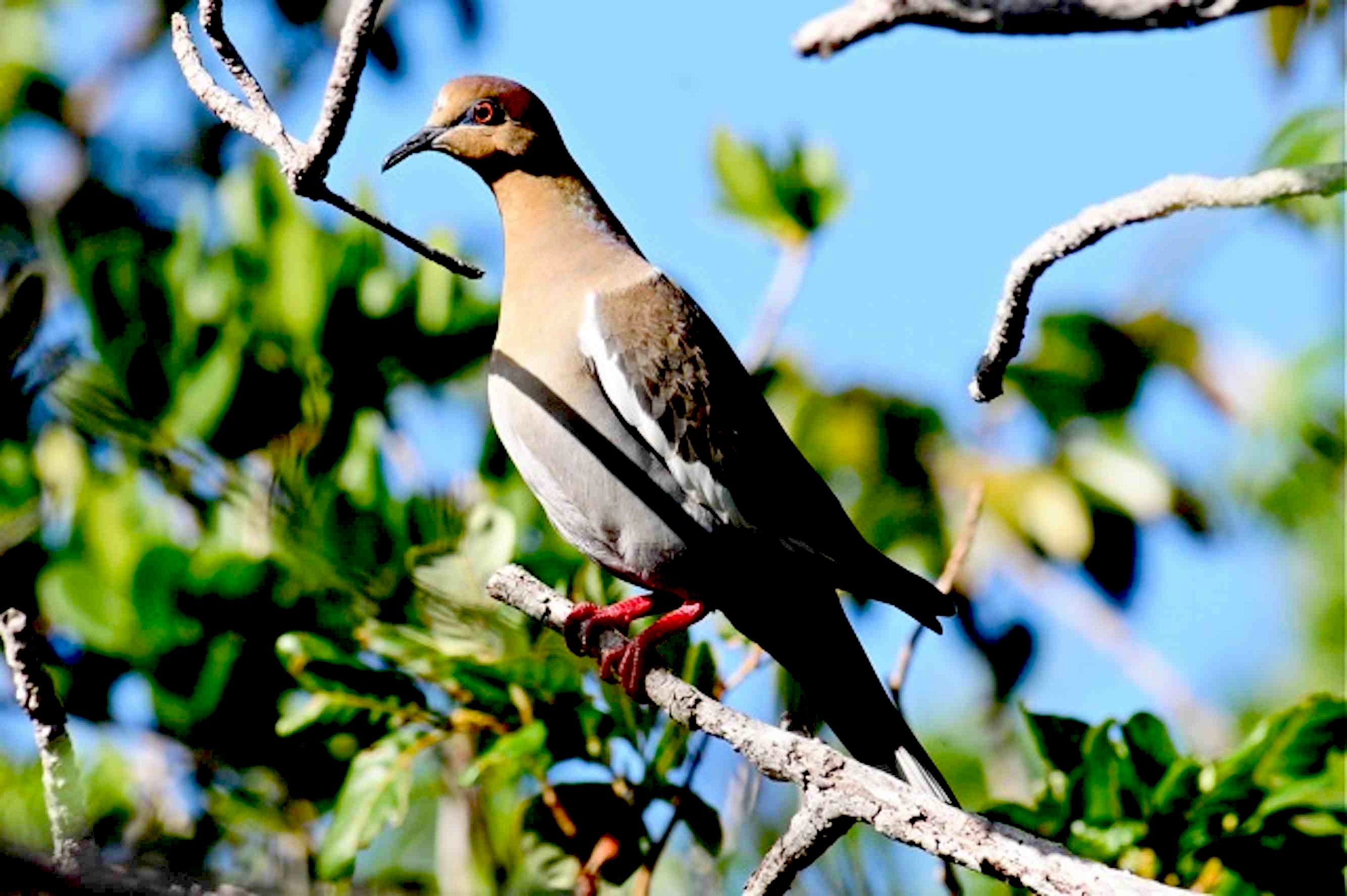 White-winged Dove, Abaco - Tony Hepburn