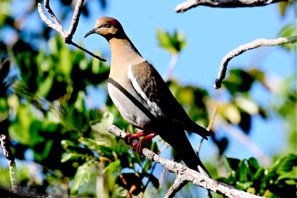White-winged Dove, Abaco - Tony Hepburn