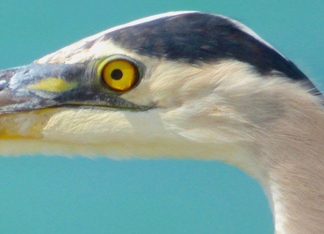 Great Blue Heron, Sandy Point, Abaco - Keith Salvesen 5