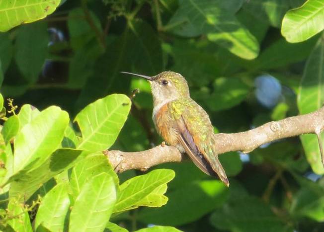 Bahama Woodstar, Abaco (Becky Marvil)