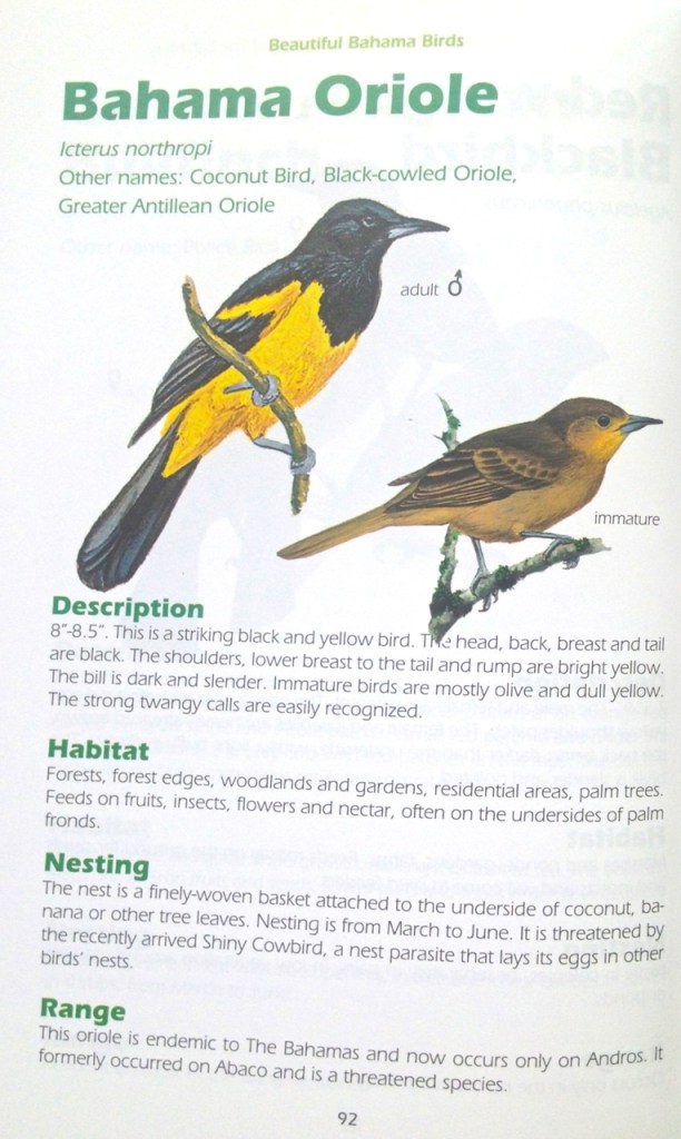 Beautiful Bahama Birds 10