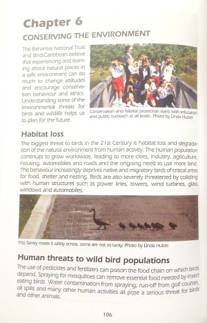 Beautiful Bahama Birds 13