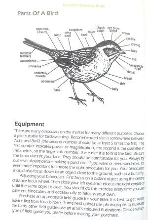 Beautiful Bahama Birds 6