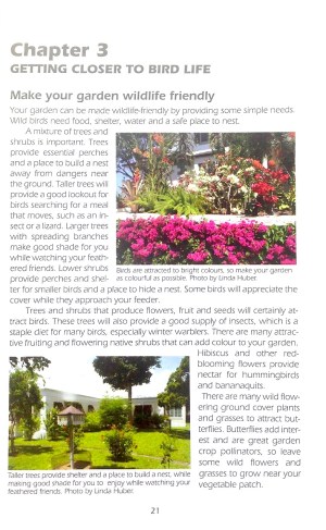 Beautiful Bahama Birds 7