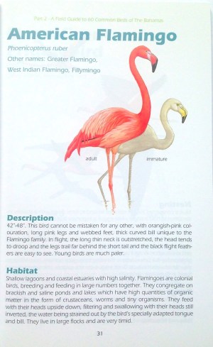 Beautiful Bahama Birds 8