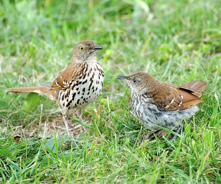 Brown Thrasher Toxostoma rufum, Virginia - cbgrfx123 wiki