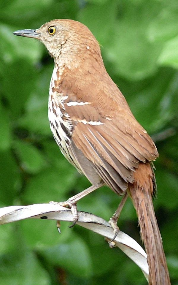 Brown_Thrasher (Ken Thomas wiki)