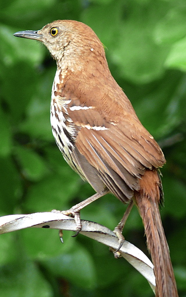Brown_Thrasher (Ken Thomas wiki)