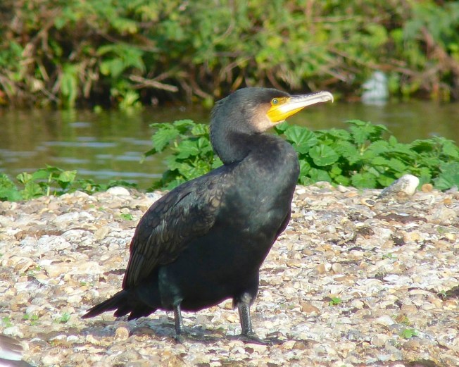 Cormorant WWT 1