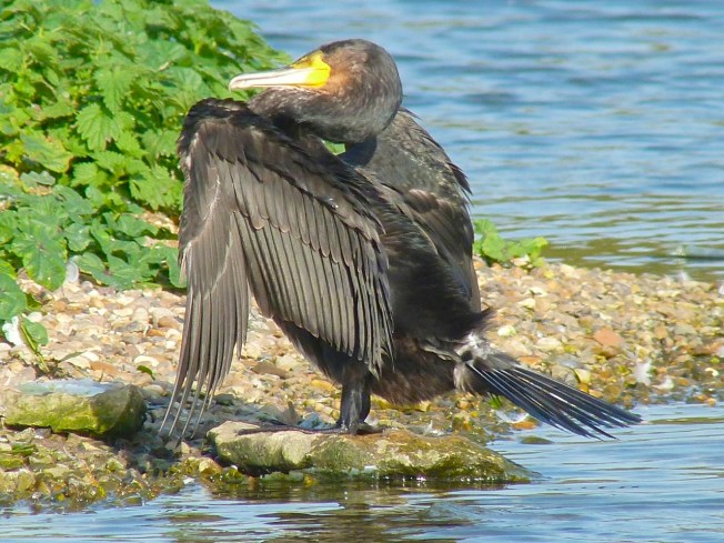 Cormorant WWT 10