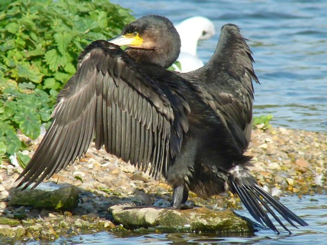 Cormorant WWT 11
