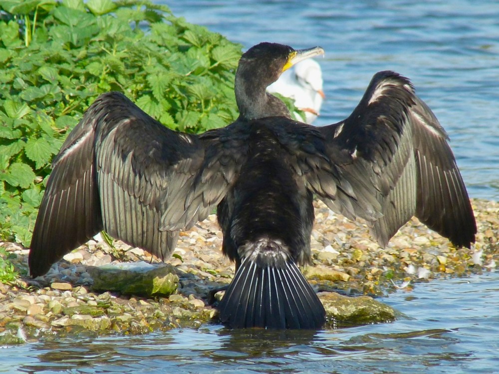 Cormorant WWT 12