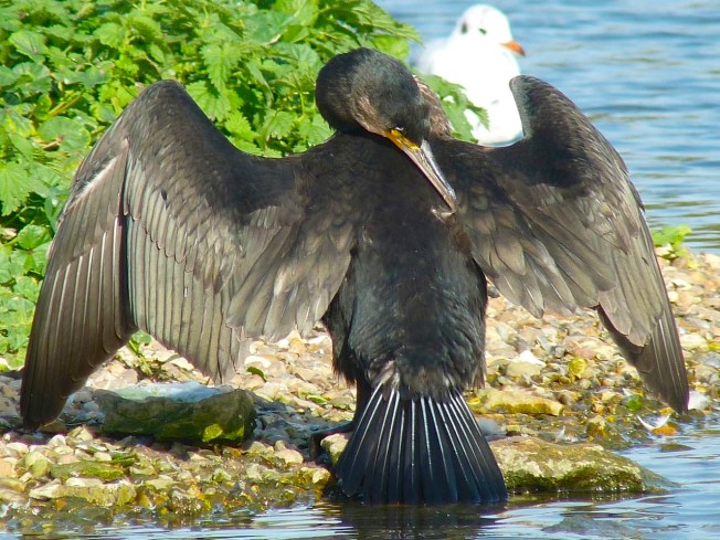 Cormorant WWT 13