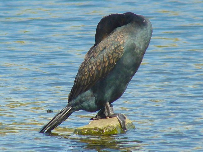Cormorant WWT 14