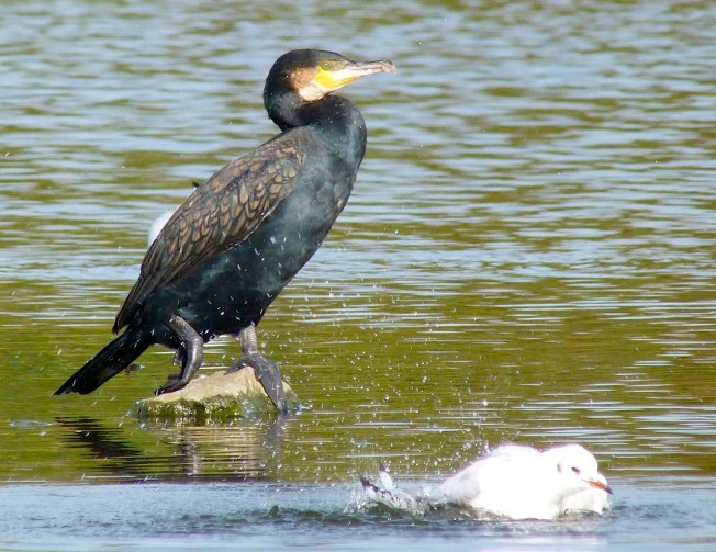Cormorant WWT 4 (gull photobomb)