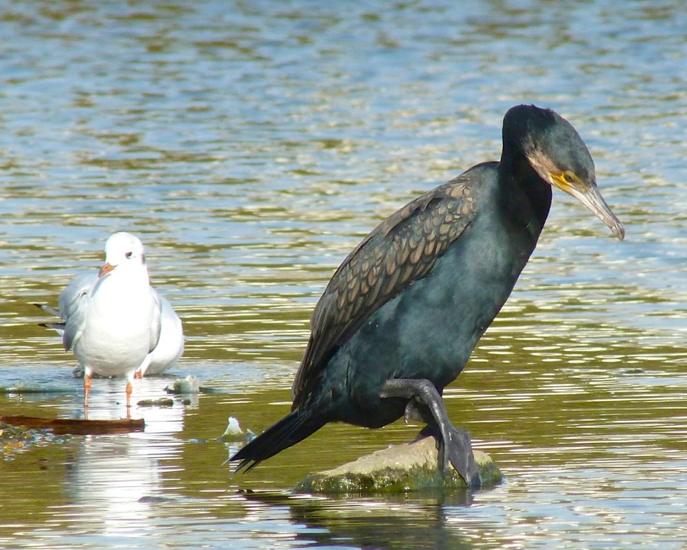 Cormorant WWT 7