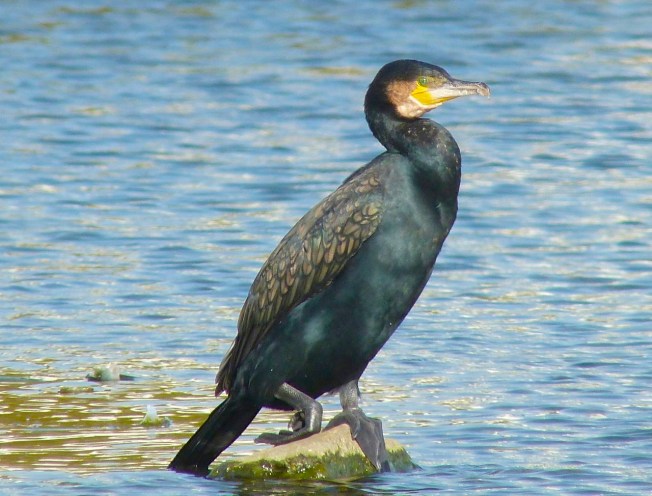 Cormorant WWT 8