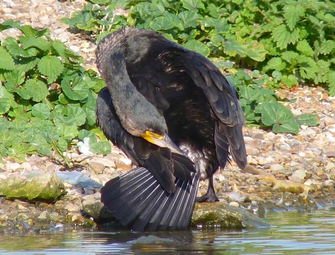 Cormorant WWT 9