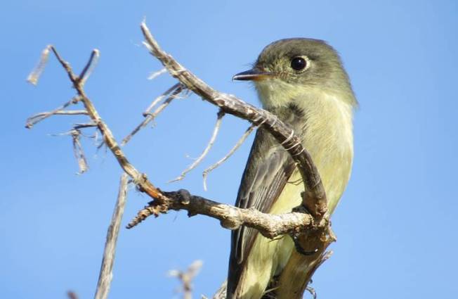 Cuban Pewee, Abaco (Becky Marvil)