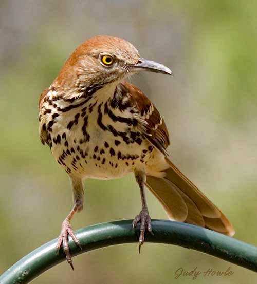 Brown Thrasher, Judy Howle / DigiDiva - WunderPhotos