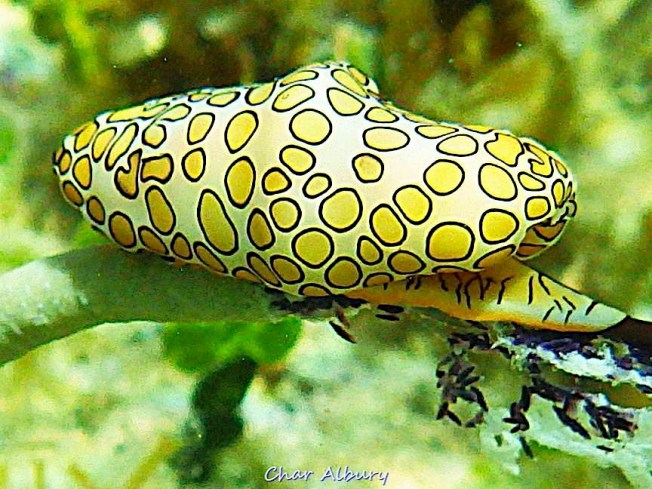 Flamingo Tongue, Abaco (Char Albury)
