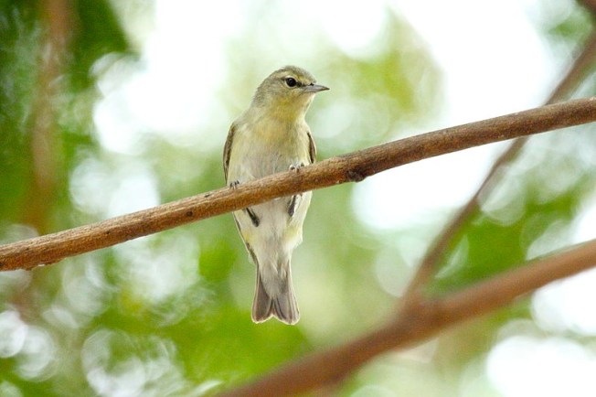 Philadelphia Vireo (Vireo philadelphicus Dominic Sherony wiki