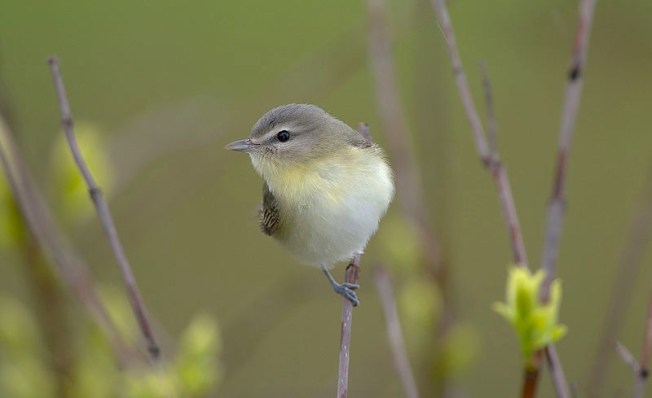 Philadelphia Vireo William H. Majoros wiki
