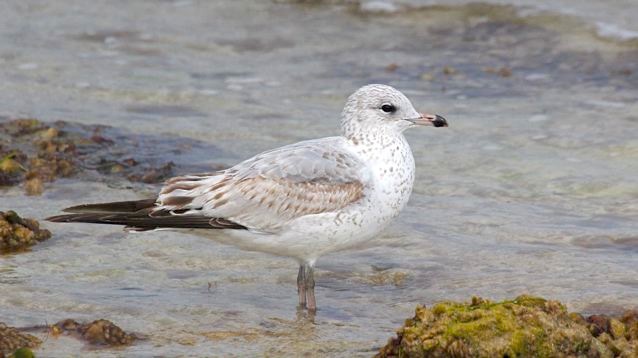 Ring-billed Gull (juv), Abaco (Bruce Hallett)