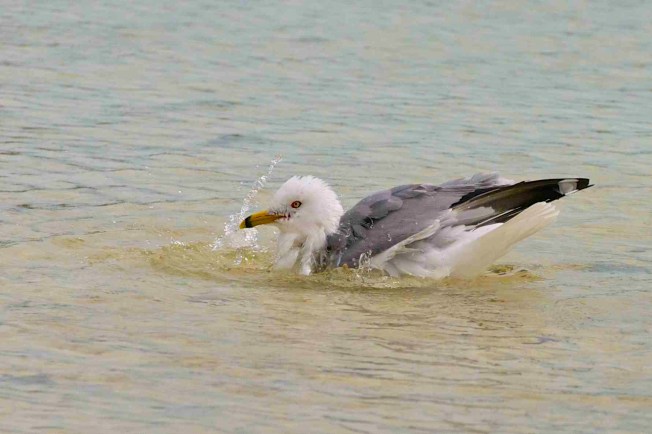 Ring-Billed Gull, Abaco (Nina Henry)