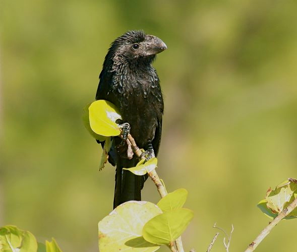 Smooth-biled Ani, Abaco - Bruce Hallett