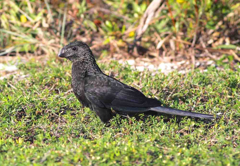 Smooth-billed Ani, Abaco. Gerlinde Taurer c