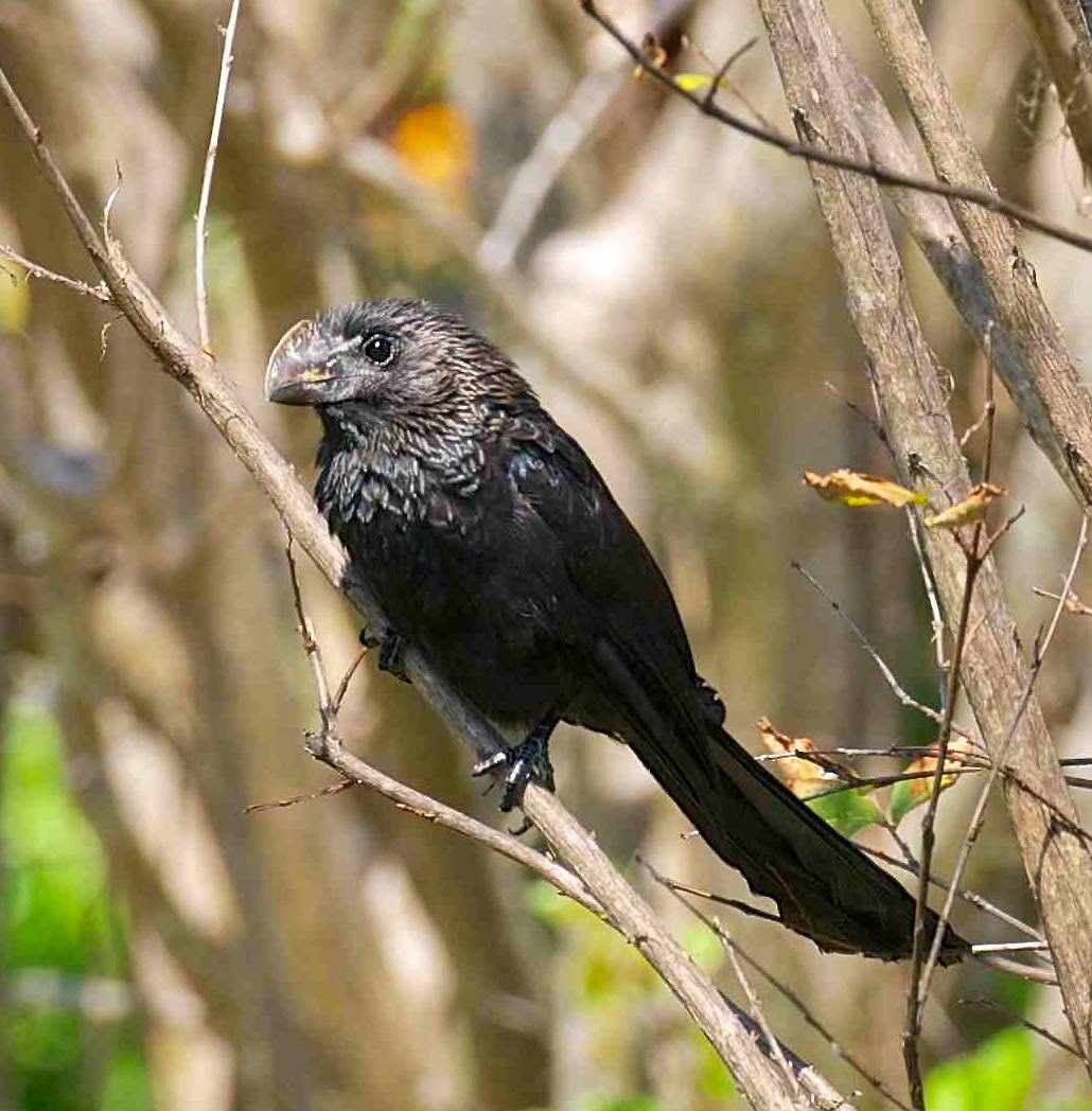 Smooth Billed Ani, Abaco - Nina Henry 1a