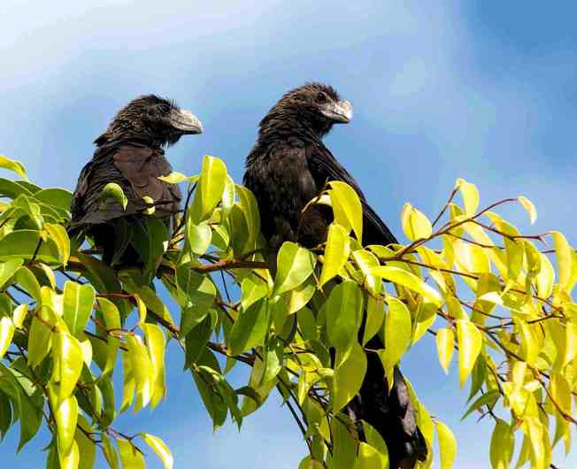 Smooth Billed Ani, Abaco - Nina Henry 2a