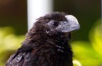 Smooth-billed Ani, Abaco - Roselyn Pierce