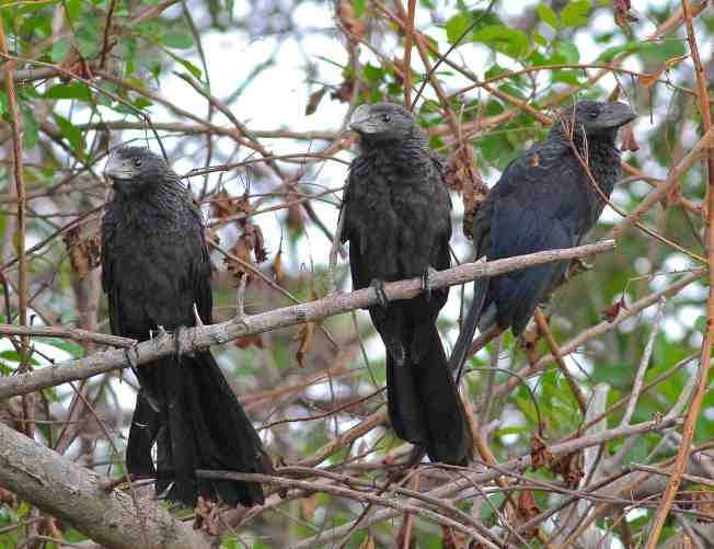 Smooth-billed Anis Abaco - Gerlinde Taurer d
