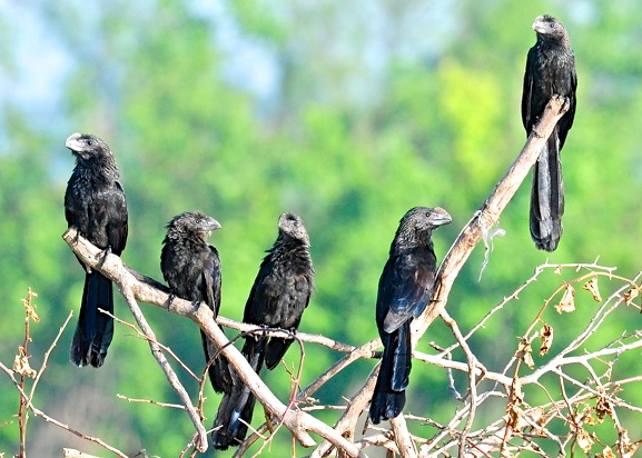 Smooth-billed Anis_Abaco - Tony Hepburn