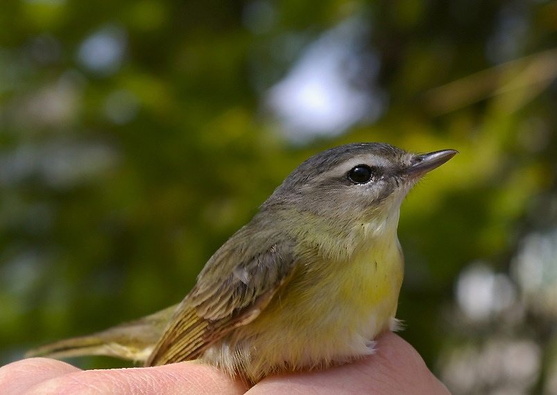 Vireo_philadelphicus Brian Mcclure (wiki) CROP