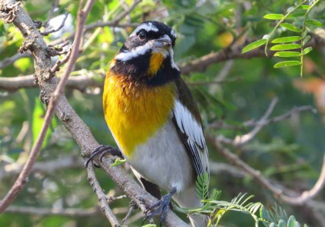 Western Spindalis, Abaco (Becky Marvil)