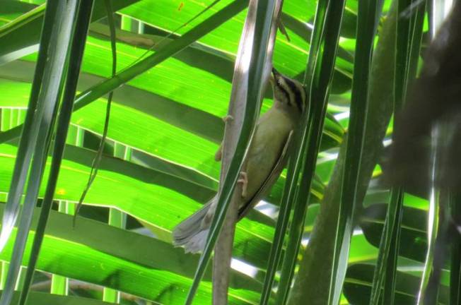 Worm-eating Warbler, Abaco (Becky Marvil) 2