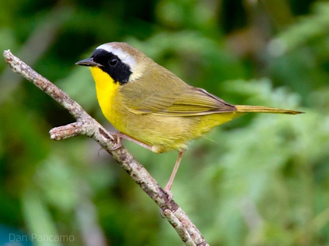 800px-Common_Yellowthroat_by_Dan_Pancamo