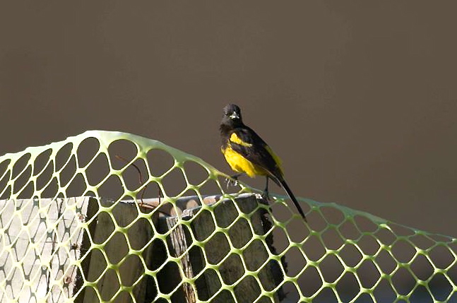 Bahama Oriole, Andros (BMMRO)