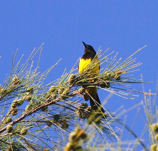 Bahama Oriole - Harold Brewer (via PM) - Version 3